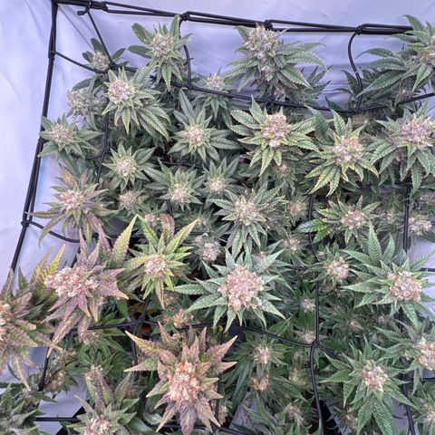 Gorilla Glue  growlog timeline photo