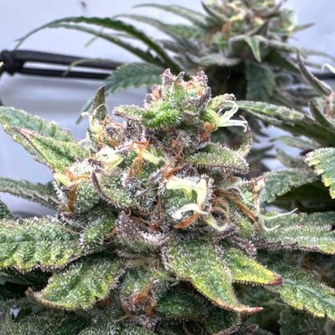 Gorilla Glue  growlog timeline photo