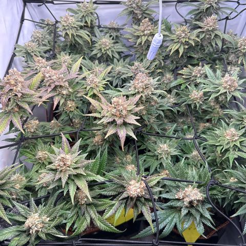 Gorilla Glue  growlog timeline photo