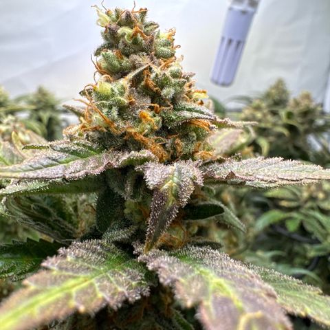 Gorilla Glue  growlog timeline photo
