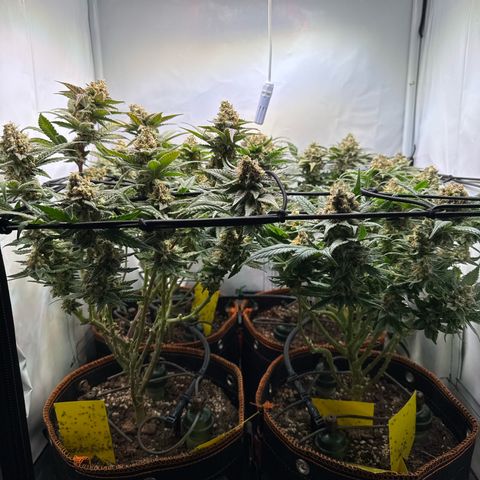 Gorilla Glue  growlog timeline photo