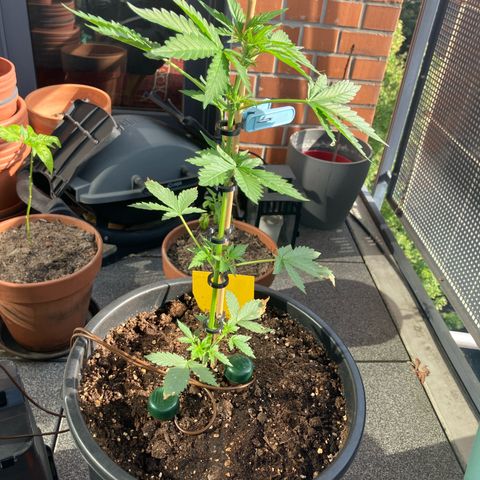 Orange Apricot Glue XL Auto growlog timeline photo