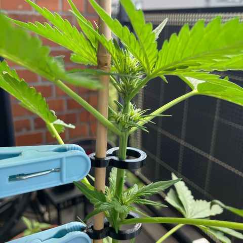 Orange Apricot Glue XL Auto growlog timeline photo