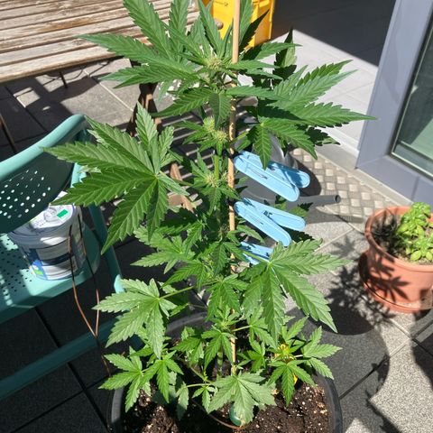 Orange Apricot Glue XL Auto growlog timeline photo