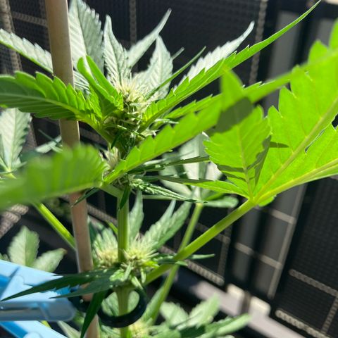 Orange Apricot Glue XL Auto growlog timeline photo