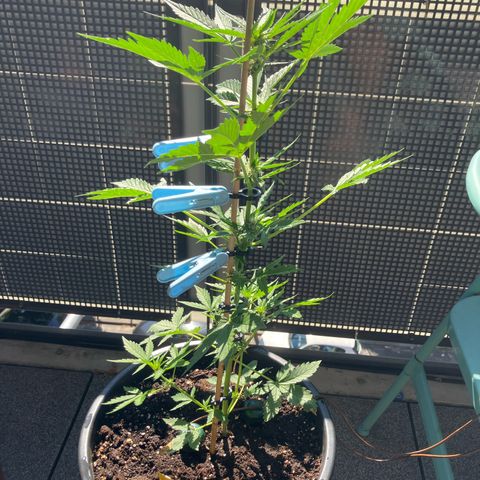 Orange Apricot Glue XL Auto growlog timeline photo