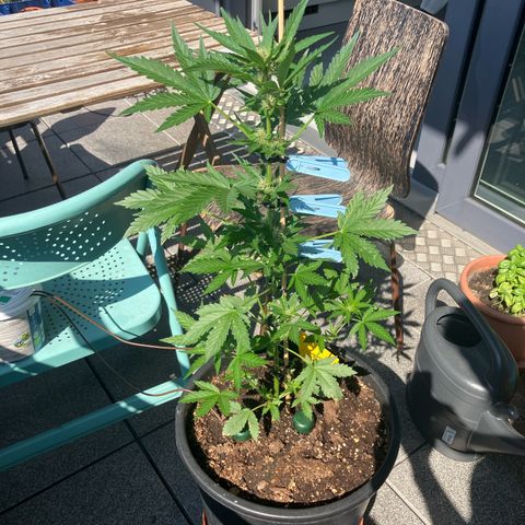 Orange Apricot Glue XL Auto growlog timeline photo