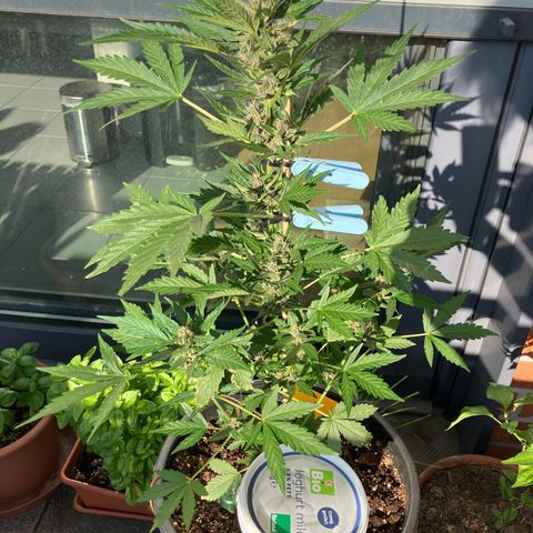 Orange Apricot Glue XL Auto growlog timeline photo