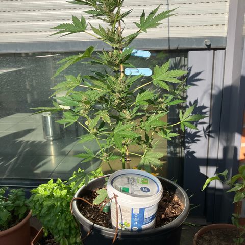 Orange Apricot Glue XL Auto growlog timeline photo