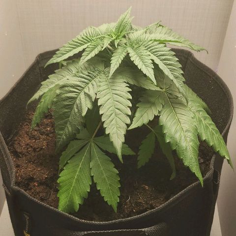 Special Queen #1 growlog timeline photo