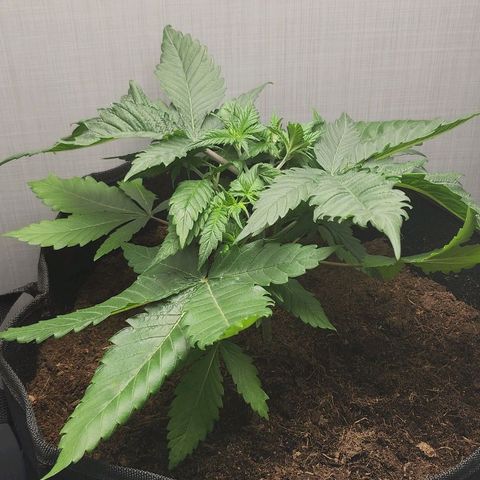 Special Queen #1 growlog timeline photo