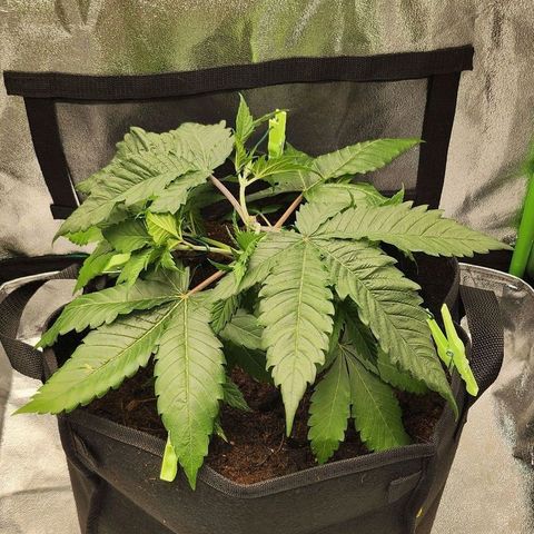 Special Queen #1 growlog timeline photo