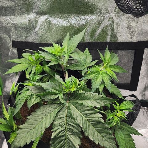 Special Queen #1 growlog timeline photo