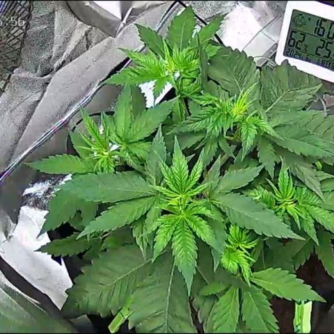 Special Queen #1 growlog photo: Clone im anzuchthäuschin 