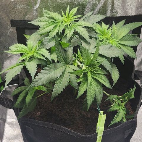 Special Queen #1 growlog timeline photo