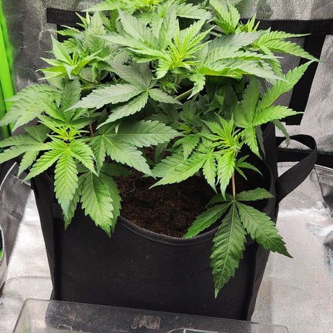 Special Queen #1 growlog timeline photo