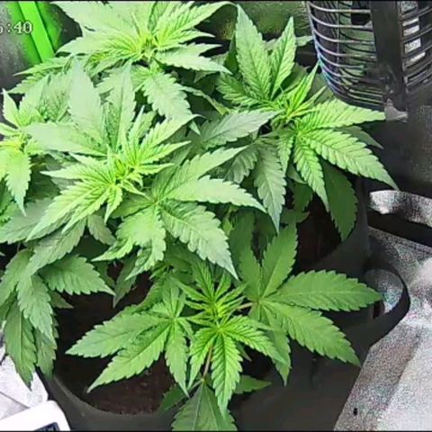Special Queen #1 growlog timeline photo