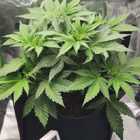 Special Queen #1 growlog timeline photo