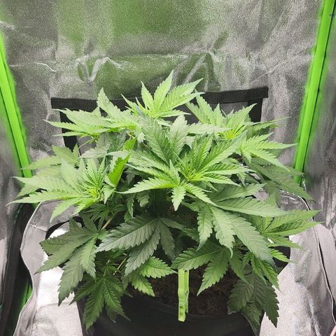 Special Queen #1 growlog timeline photo