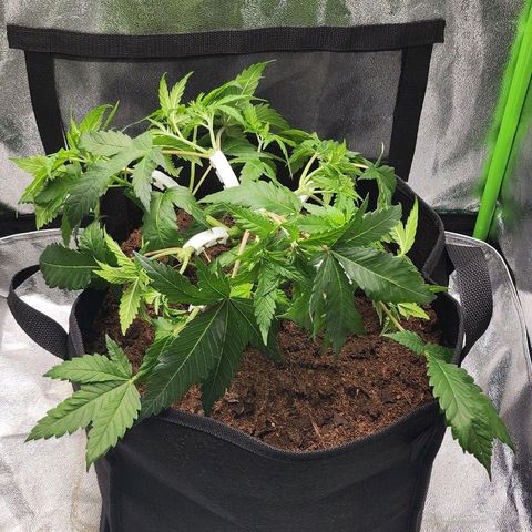 Special Queen #1 growlog timeline photo
