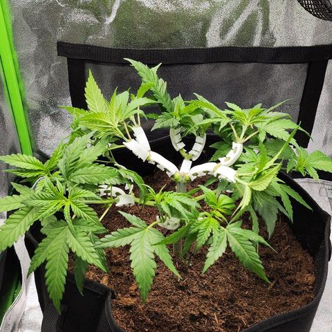 Special Queen #1 growlog photo: Ein wenig aus gedünnt damit über all gleich massig Licht dran kommt 