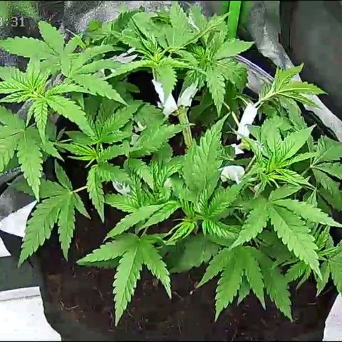 Special Queen #1 growlog timeline photo