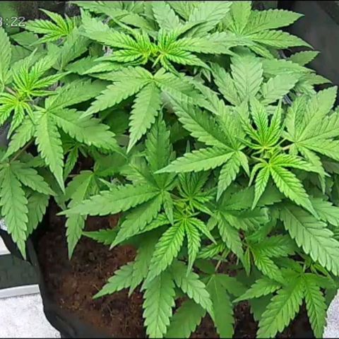 Special Queen #1 growlog timeline photo