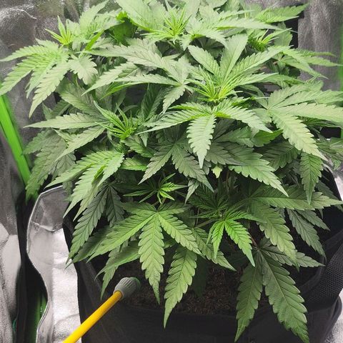 Special Queen #1 growlog timeline photo