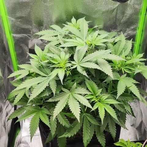 Special Queen #1 growlog timeline photo