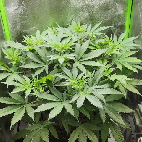 Special Queen #1 growlog timeline photo