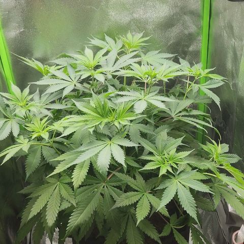 Special Queen #1 growlog timeline photo