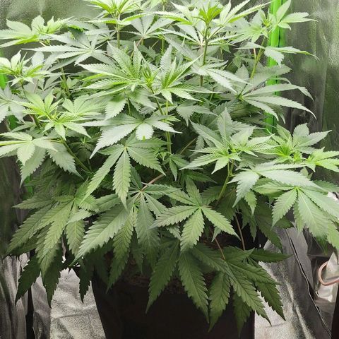 Special Queen #1 growlog timeline photo