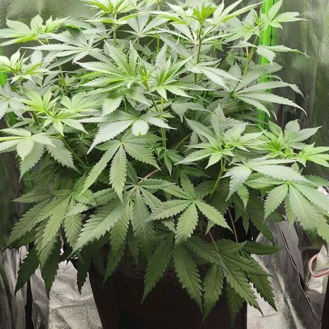 Special Queen #1 growlog timeline photo