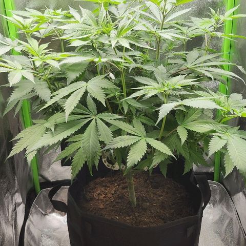 Special Queen #1 growlog timeline photo