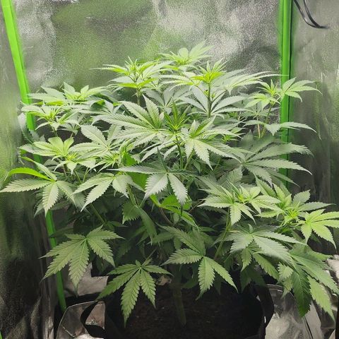 Special Queen #1 growlog timeline photo