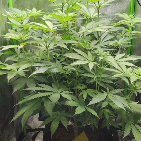 Special Queen #1 growlog timeline photo