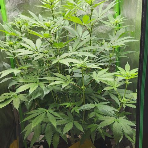 Special Queen #1 growlog timeline photo