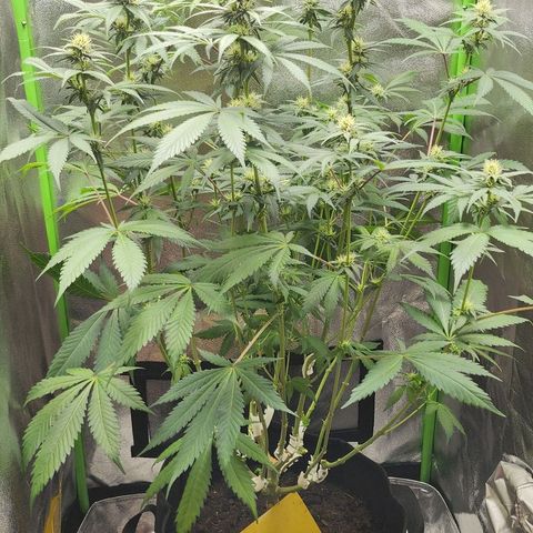 Special Queen #1 growlog timeline photo