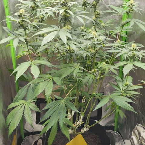 Special Queen #1 growlog timeline photo