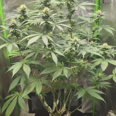 Special Queen #1 growlog timeline photo