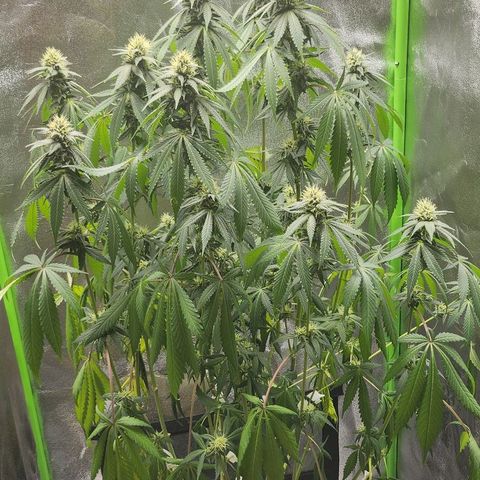 Special Queen #1 growlog timeline photo