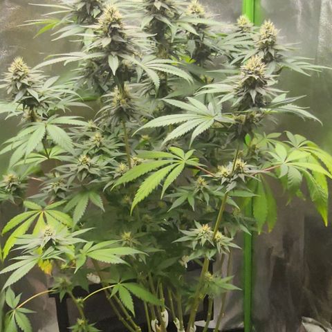 Special Queen #1 growlog timeline photo