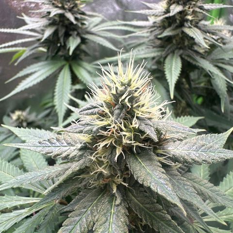 Special Queen #1 growlog timeline photo