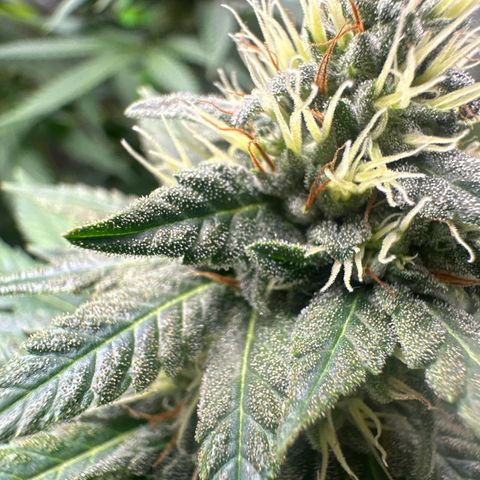 Special Queen #1 growlog timeline photo