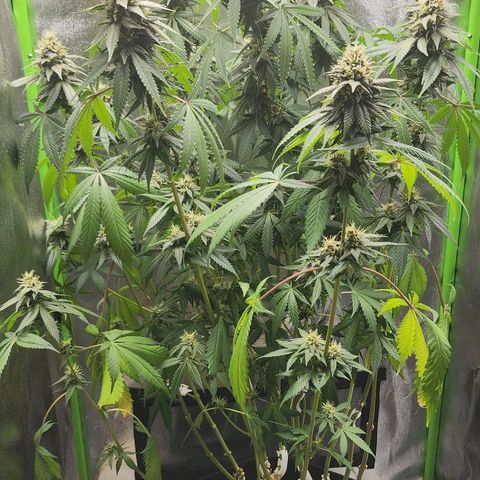 Special Queen #1 growlog timeline photo