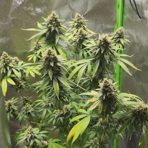 Special Queen #1 growlog timeline photo