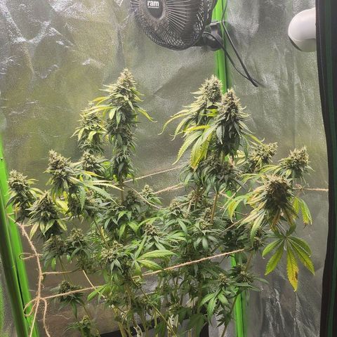 Special Queen #1 growlog timeline photo