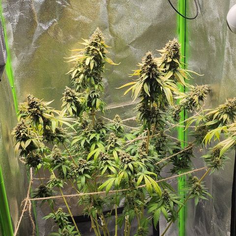 Special Queen #1 growlog timeline photo