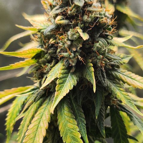 Special Queen #1 growlog timeline photo