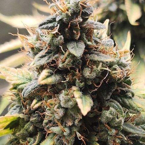Special Queen #1 growlog timeline photo